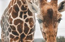 Fredericksburg Giraffe Safari and Dinner Experience