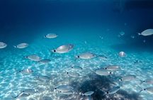 Golfo aranci : Dolphin spotting and snorkling in a dinghy