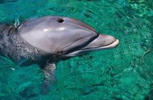 Golfo aranci : Dolphin spotting and snorkling in a dinghy