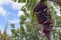 Tenerife : Banana Plantation and Wine Tasting in Winery