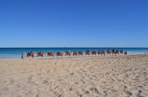 40 minute Magical Morning Camel Tour on Cable Beach, Broome