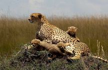 3 Days Adventure to Masai Mara National Reserve on a 4X4 Vehicle