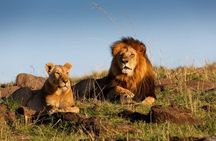 3 Days Adventure to Masai Mara National Reserve on a 4X4 Vehicle
