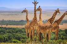 3 Days Adventure to Masai Mara National Reserve on a 4X4 Vehicle