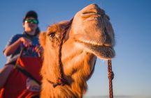 Pre Sunset Sampler Camel Tour on Cable Beach, Broome