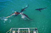 Gansbaai Shark Cage Diving with surface air available on request