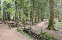 Private New Forest & Beaulieu Sightseeing from Southampton Cruise
