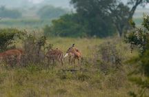 Private Nairobi National Park Day Tour on 4X4 Safari Landcruiser