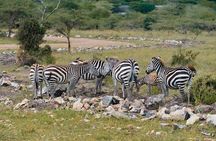 Nairobi National Park Day Trip Daily Pick up on Tour Van