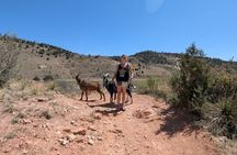Goat hiking adventure near Morrison