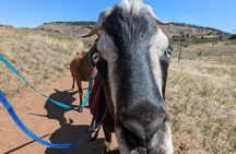 Goat hiking adventure near Morrison