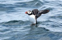 Audubon Puffin Cruise from Boothbay Harbor