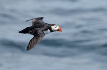 Audubon Puffin Cruise from Boothbay Harbor