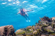 Coral Reef Snorkeling with Expert Guide