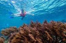 Coral Reef Snorkeling with Expert Guide