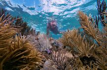 Coral Reef Snorkeling with Expert Guide