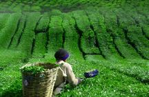 Cameron Highlands and Ipoh Day Private Tour
