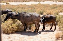 Cape Town Aquila Game Reserve Big 5 Afternoon Safari with Snacks