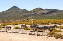 Cape Town Aquila Game Reserve Big 5 Afternoon Safari with Snacks