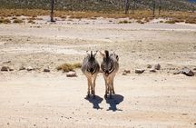 Cape Town Aquila Game Reserve Big 5 Afternoon Safari with Snacks