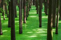 Shanghai Matcha Lake and West Lake Day Trip by Train
