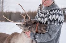 Seyðisfjörður: Puffins, Reindeer & Eastfjords Tour