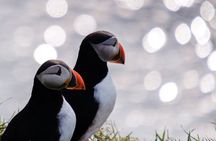 Seyðisfjörður: Puffins, Reindeer & Eastfjords Tour