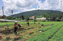 Da Lat's City Tour - Private Car