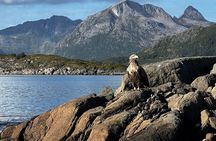 Lofoten Shore Excursion from Leknes: Reine, Hamnøy & Å