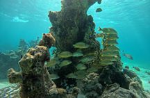 Mexico Rocks Snorkel Adventure from Ambergris Caye, San Pedro