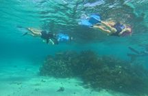 Mexico Rocks Snorkel Adventure from Ambergris Caye, San Pedro
