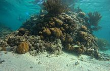 Mexico Rocks Snorkel Adventure from Ambergris Caye, San Pedro
