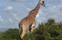 Tsavo East National Park Safari Tours with Lunch