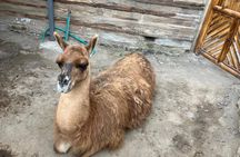 The Best Quito Day Tour - Equator, Empanadas and Old Town