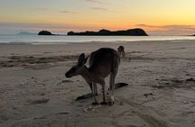 Airlie Beach: Wild Kangaroos on the Beach at Sunrise Eco Tour