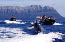 Dolphin Watching Tour with Snorkeling from Olbia