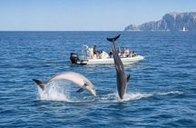 Dolphin Watching Tour with Snorkeling from Olbia