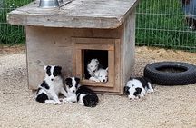 Husky kennel Visit with Wagon or Sled Ride