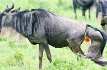 14 Day African Big 5 Safari and Zanzibar Beach Vacation