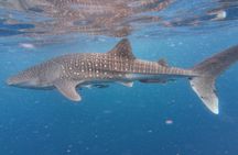 Whale Shark Encounter