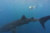 Whale Shark Encounter