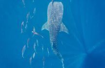 Whale Shark Encounter