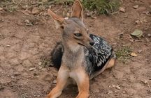 Nairobi National Park Day Trip Daily Pick up on Tour Van