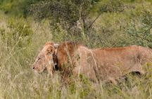 Nairobi National Park Day Trip Daily Pick up on Tour Van