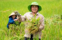 Ninh Binh Private Day Tour: Hoa Lu, Tam Coc, Bich Dong &Mua Cave