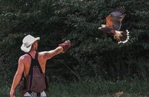 Falconry Experiences with Live Birds of Prey in Ellicottville, NY