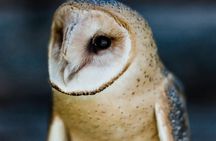 Falconry Experiences with Live Birds of Prey in Ellicottville, NY