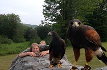 Falconry Experiences with Live Birds of Prey in Ellicottville, NY