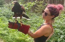 Falconry Experiences with Live Birds of Prey in Ellicottville, NY