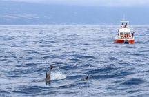 Coastal excursion with cetacean search